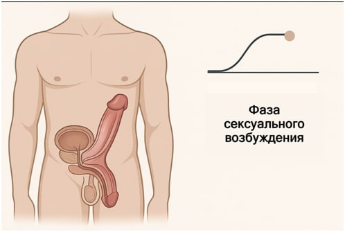 как повысить эрекцию у мужчин